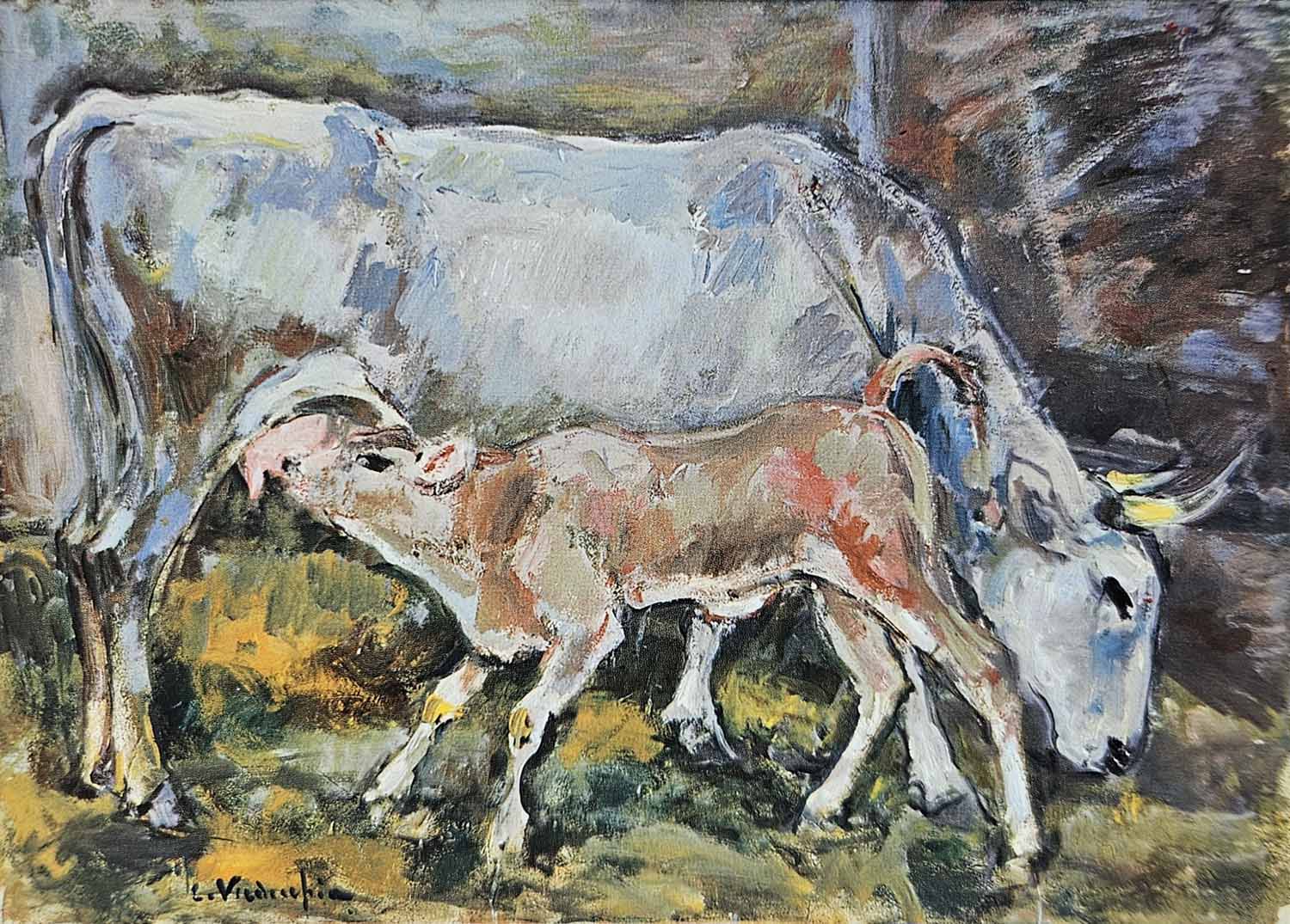 Maternità della vacca