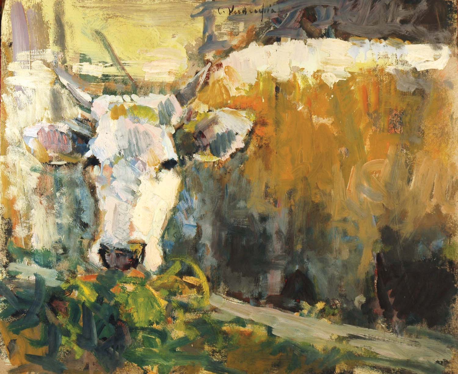 Mucca