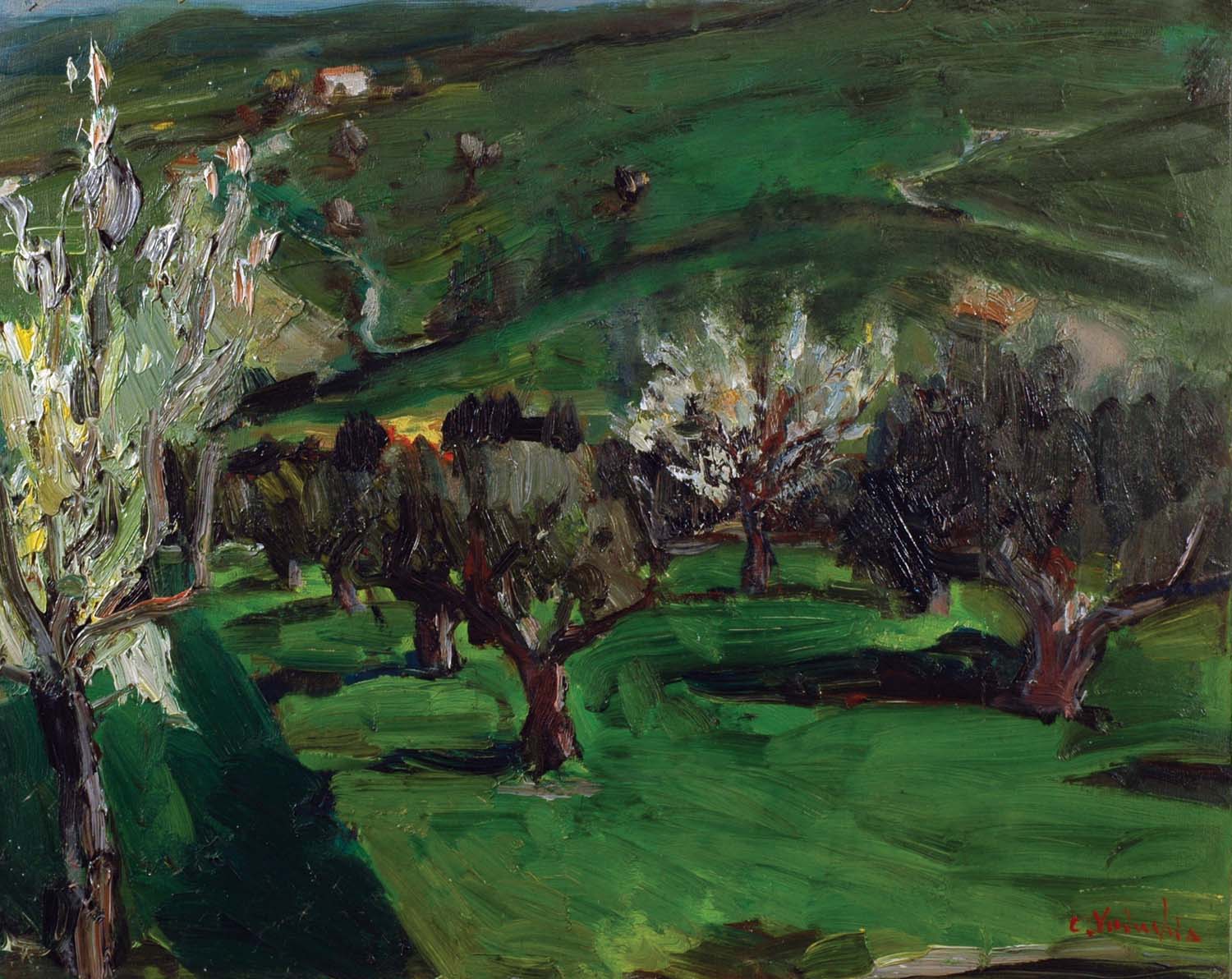 Primavera fra gli ulivi